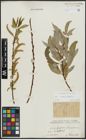 Foto von Salix alba L. x Salix fragilis L.